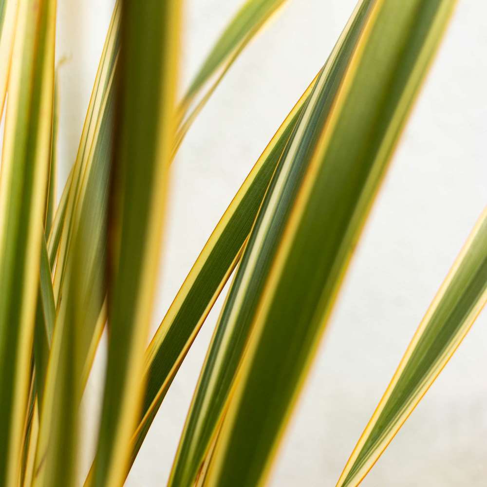 maladie-phormium