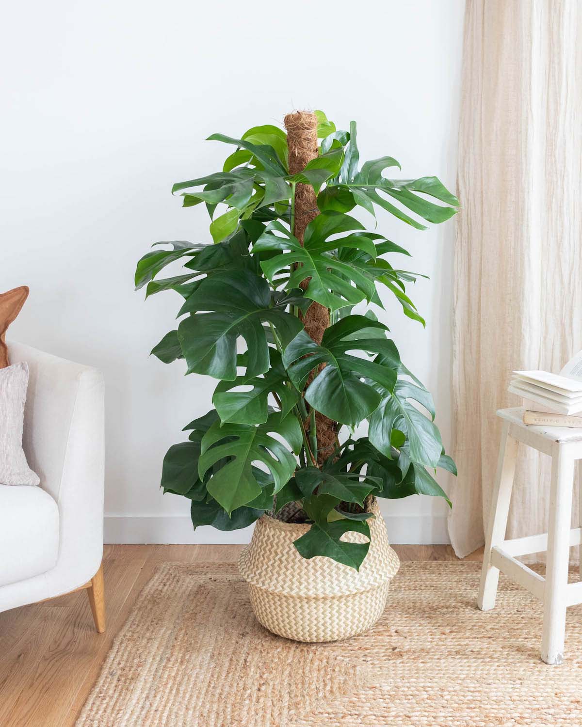 achat-monstera