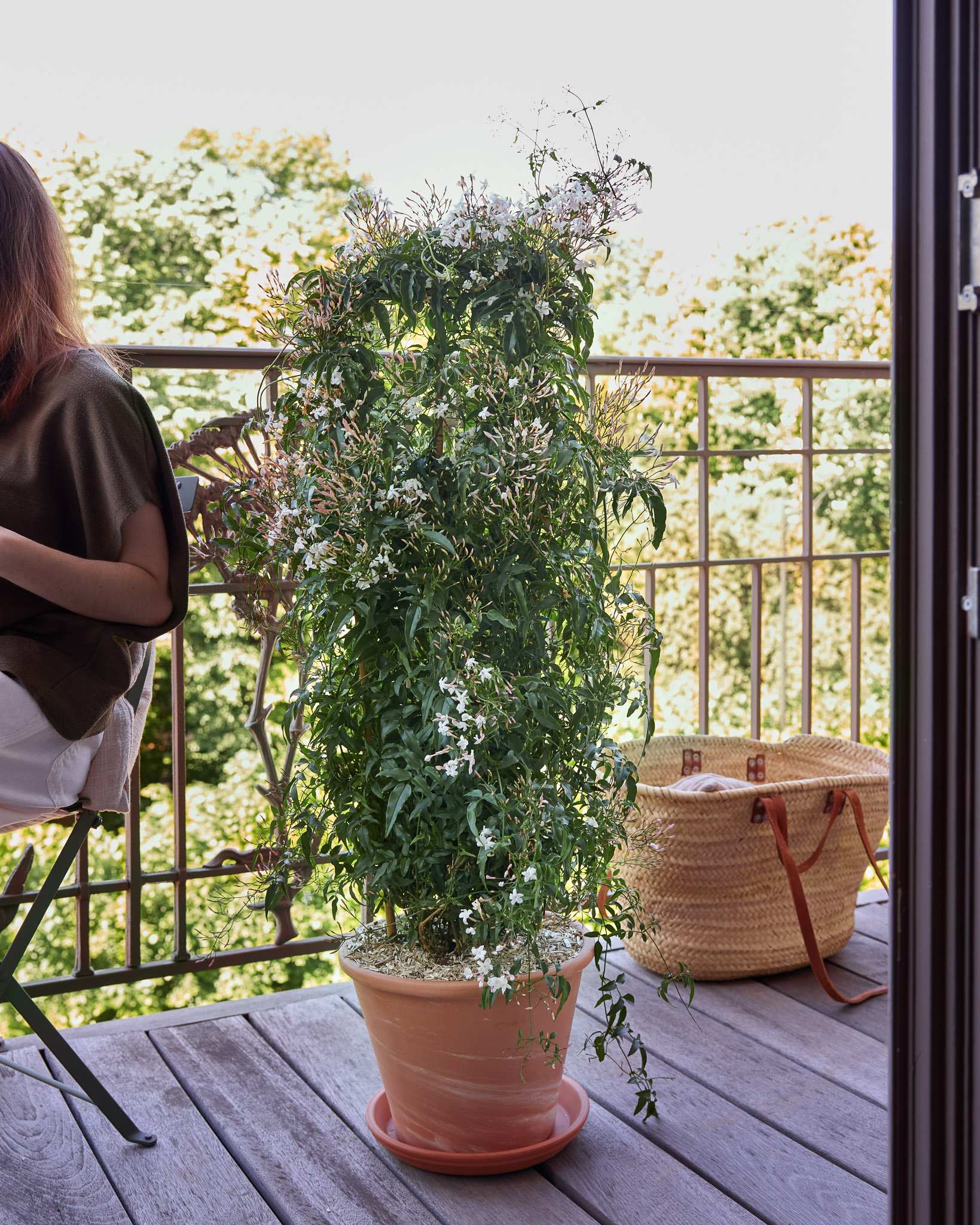Les 7 meilleures plantes grimpantes pour balcon et terrasse 