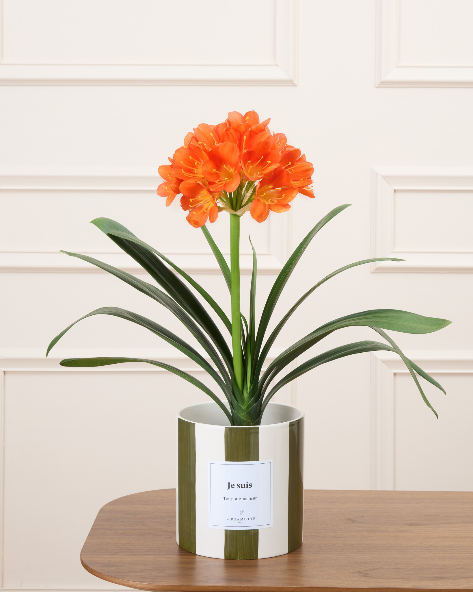 Clivia miniata : guide entretien et refloraison en pot