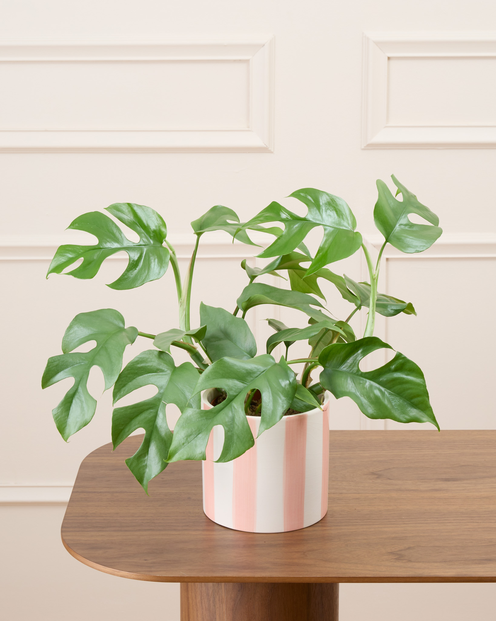 Donna et son cache-pot rayé rose - Monstera minima