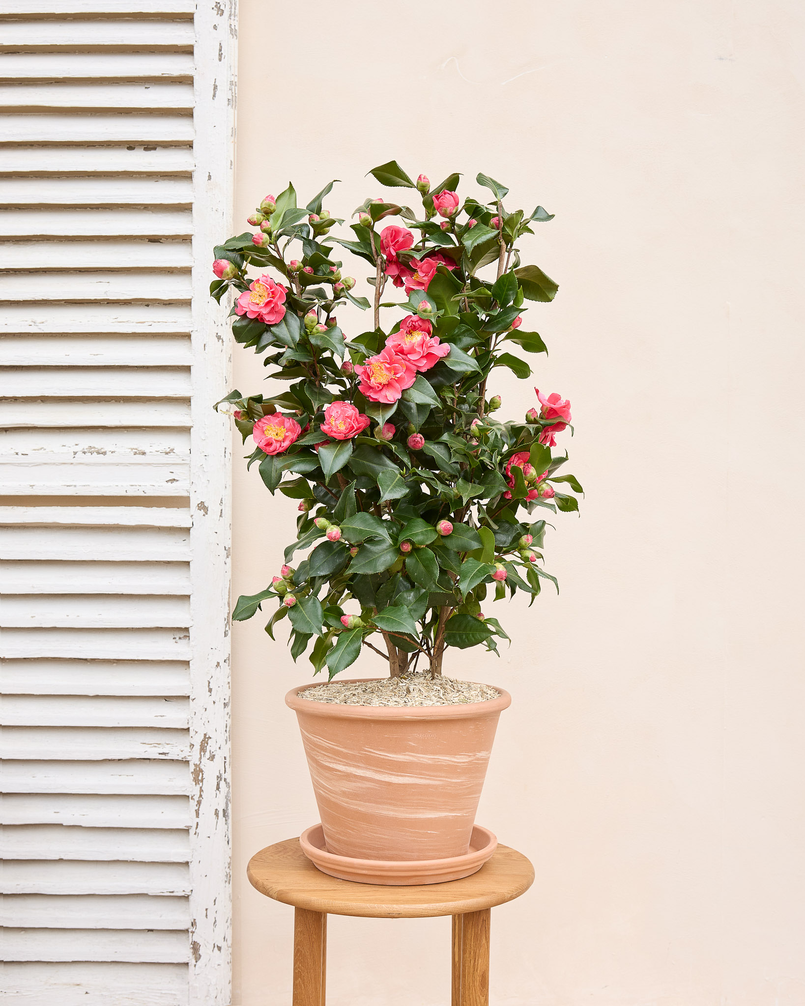 Les fleurs du mois de février : tout savoir !