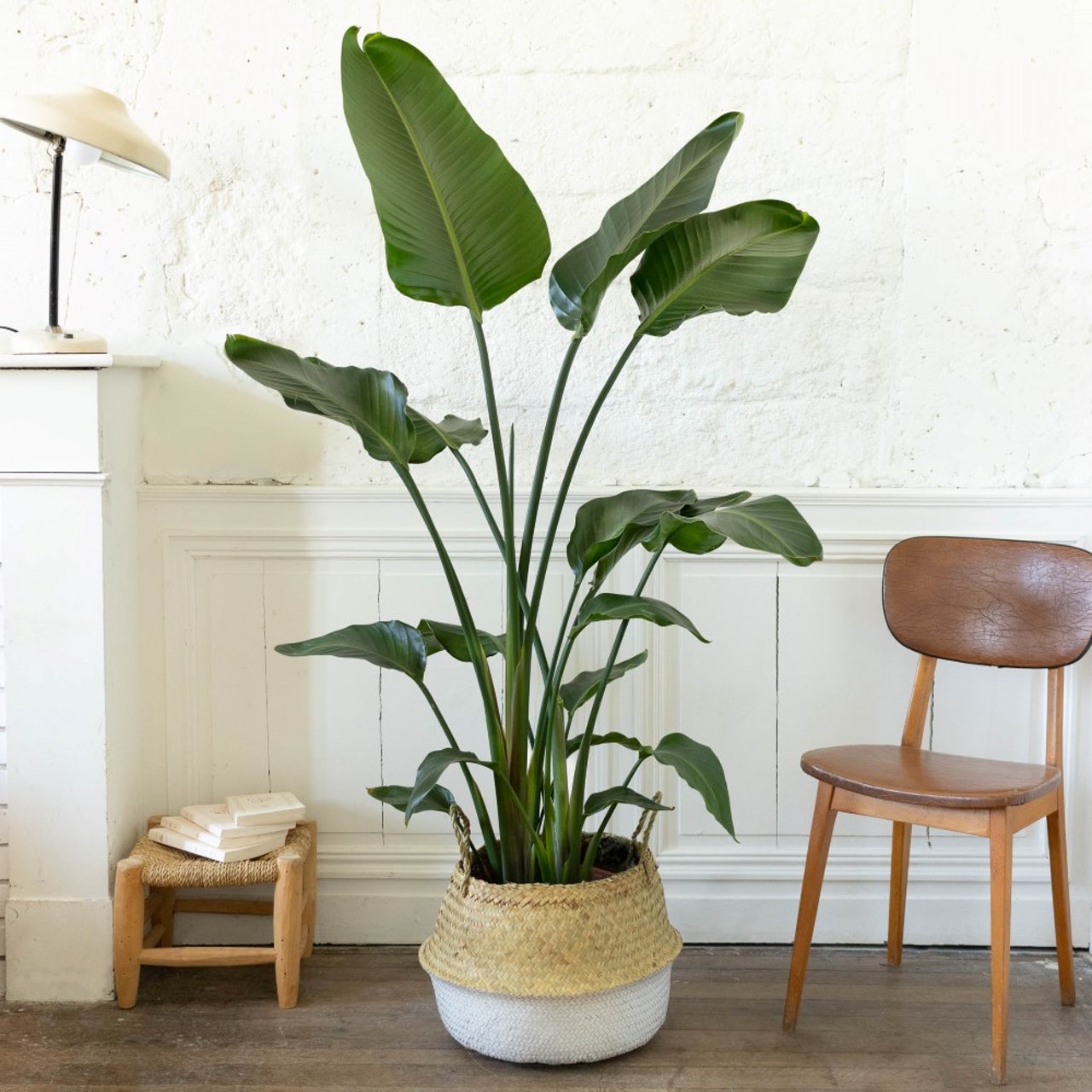 strelitzia-appartement