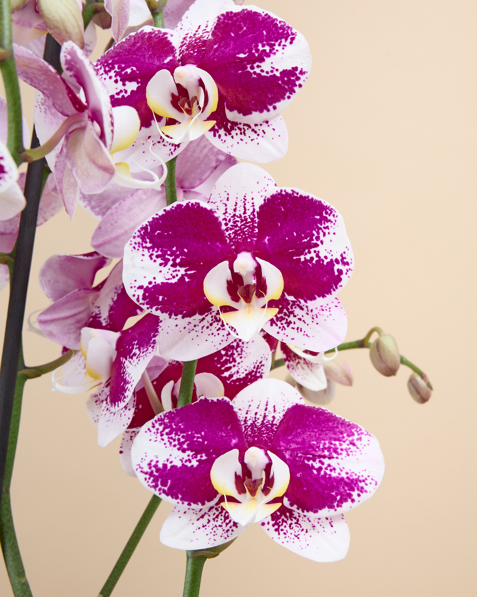Zoom sur Audrey - Orchidée 
