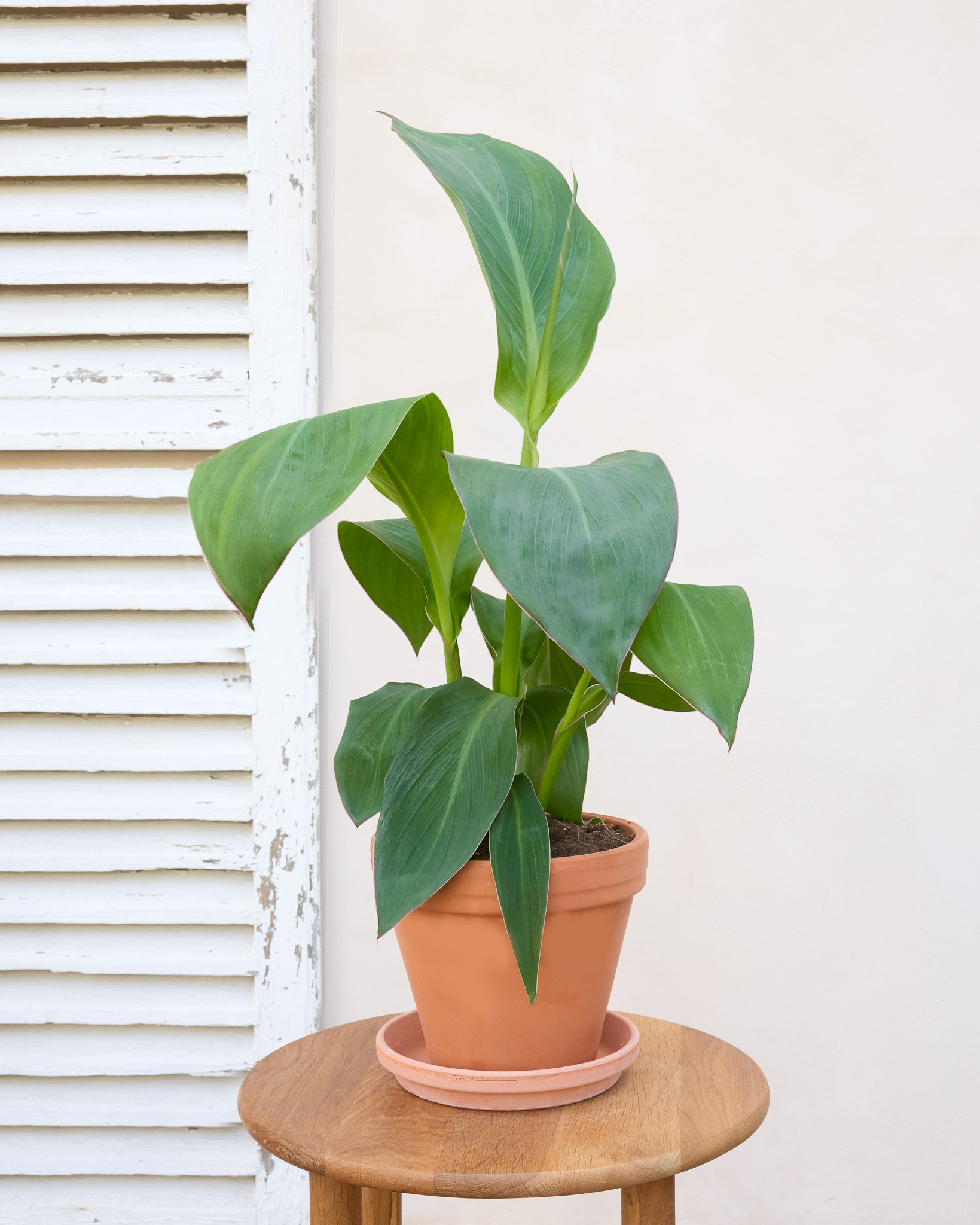 Claire et son pot en terre cuite - Canna Indica