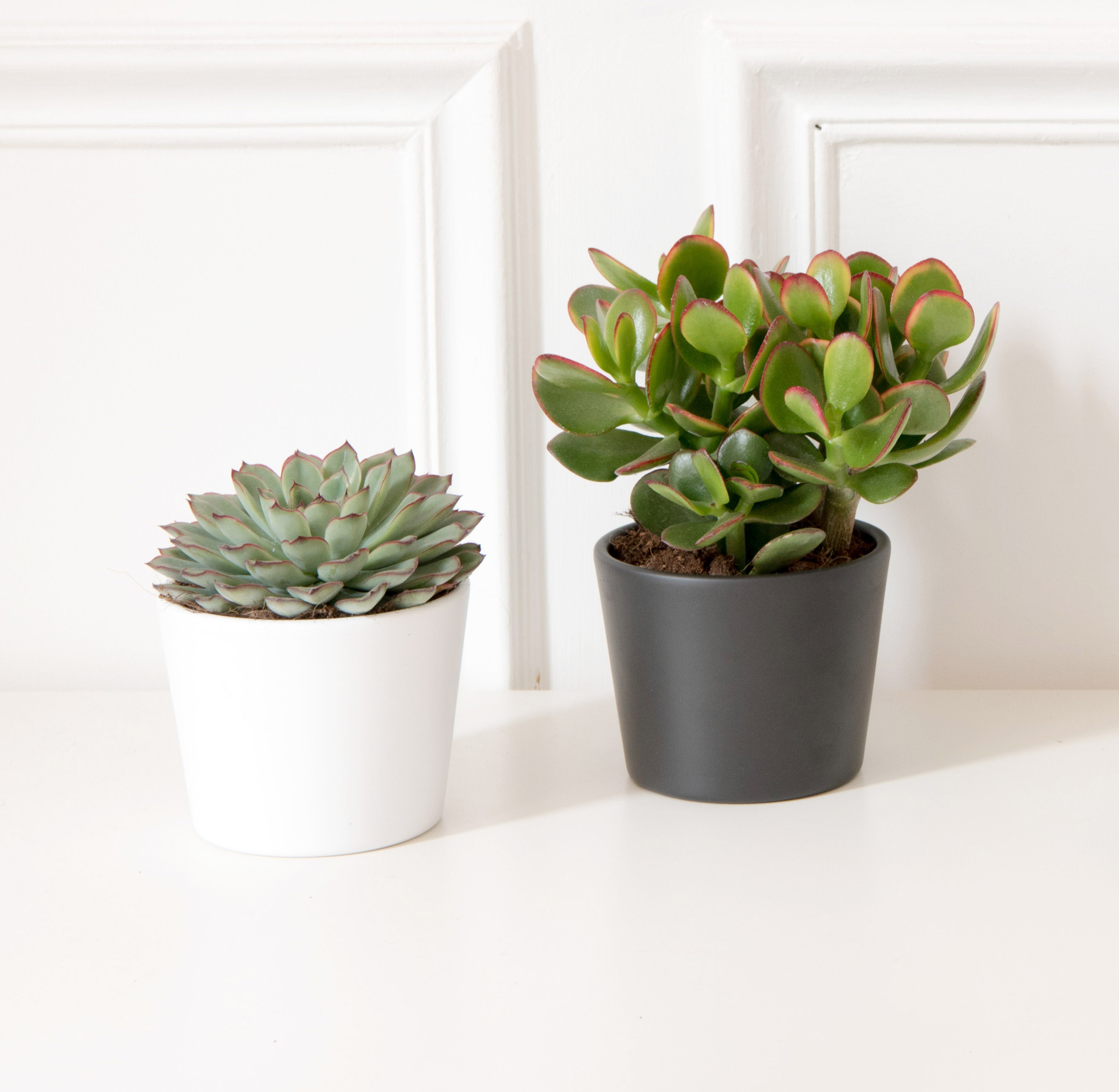 plante-grasse-interieur