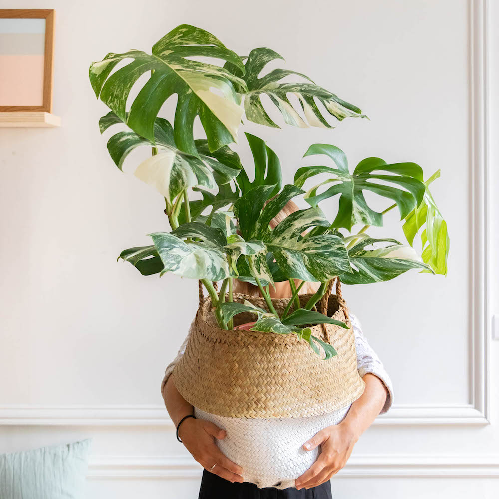 plante-verte-interieur