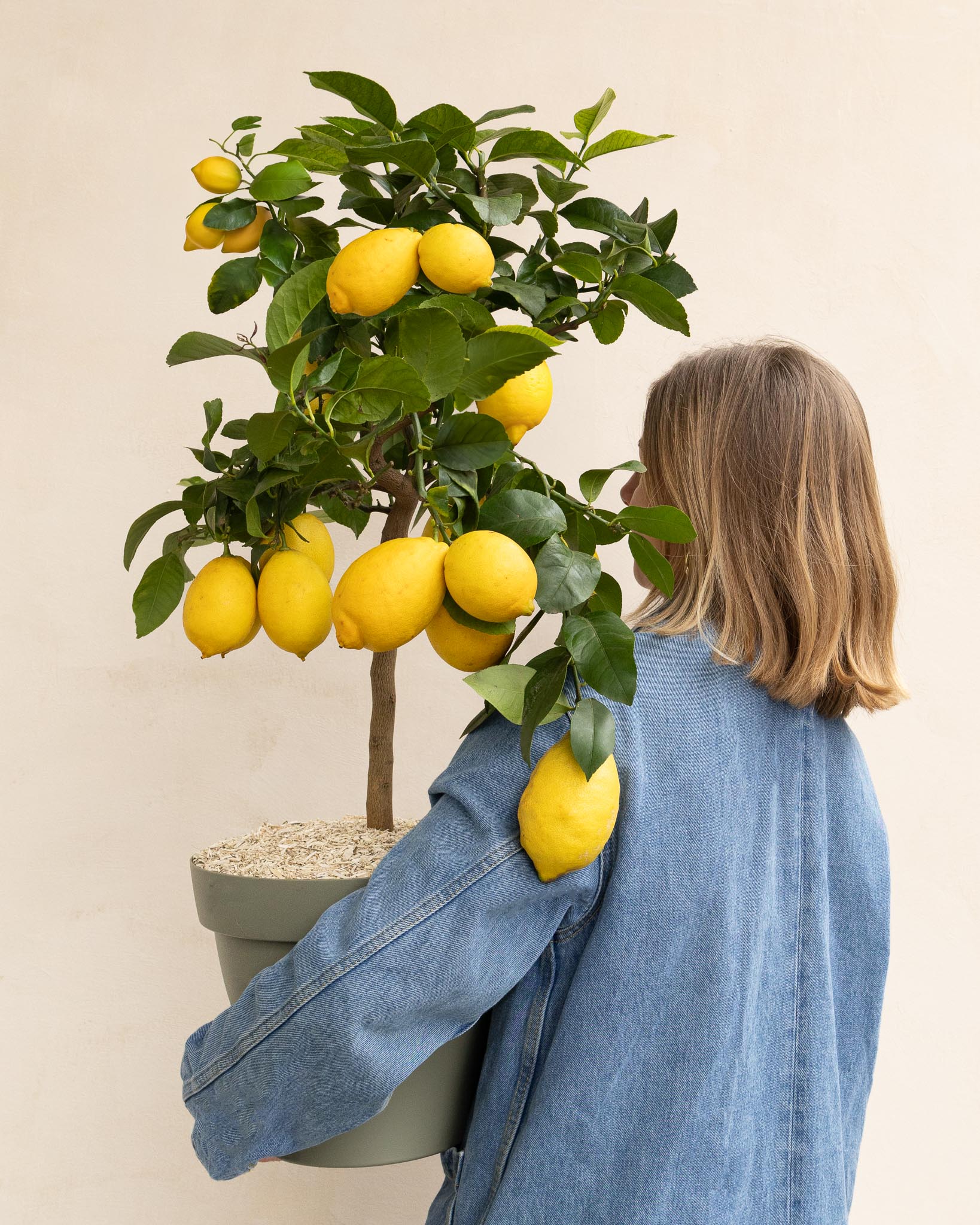 Silvio et son pot vert - Citronnier