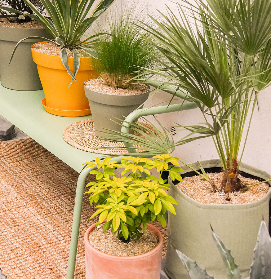 entretien-plantes-exterieur-en-pot