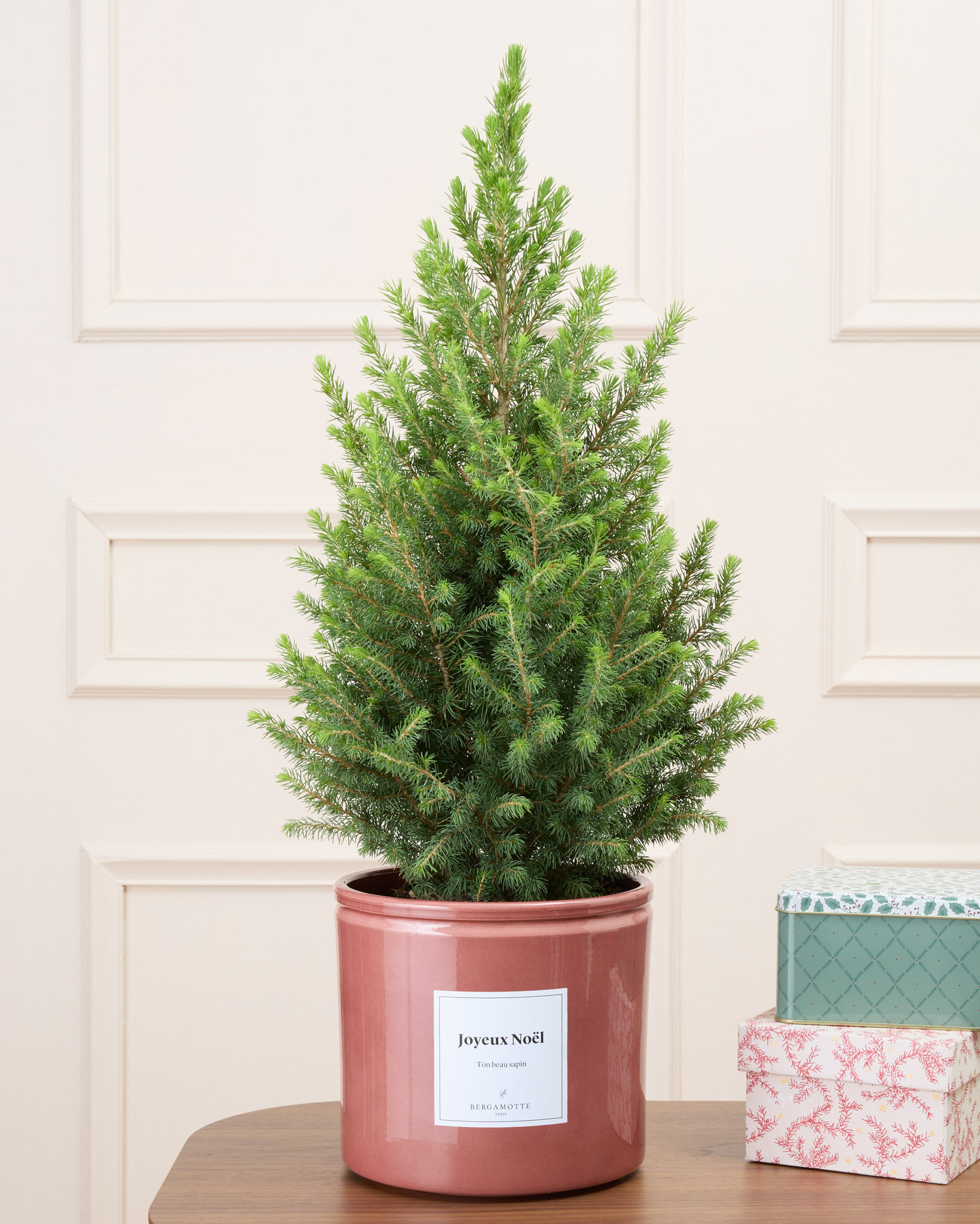 Melchior et son cache-pot personnalisé - Sapin de Noël en pot