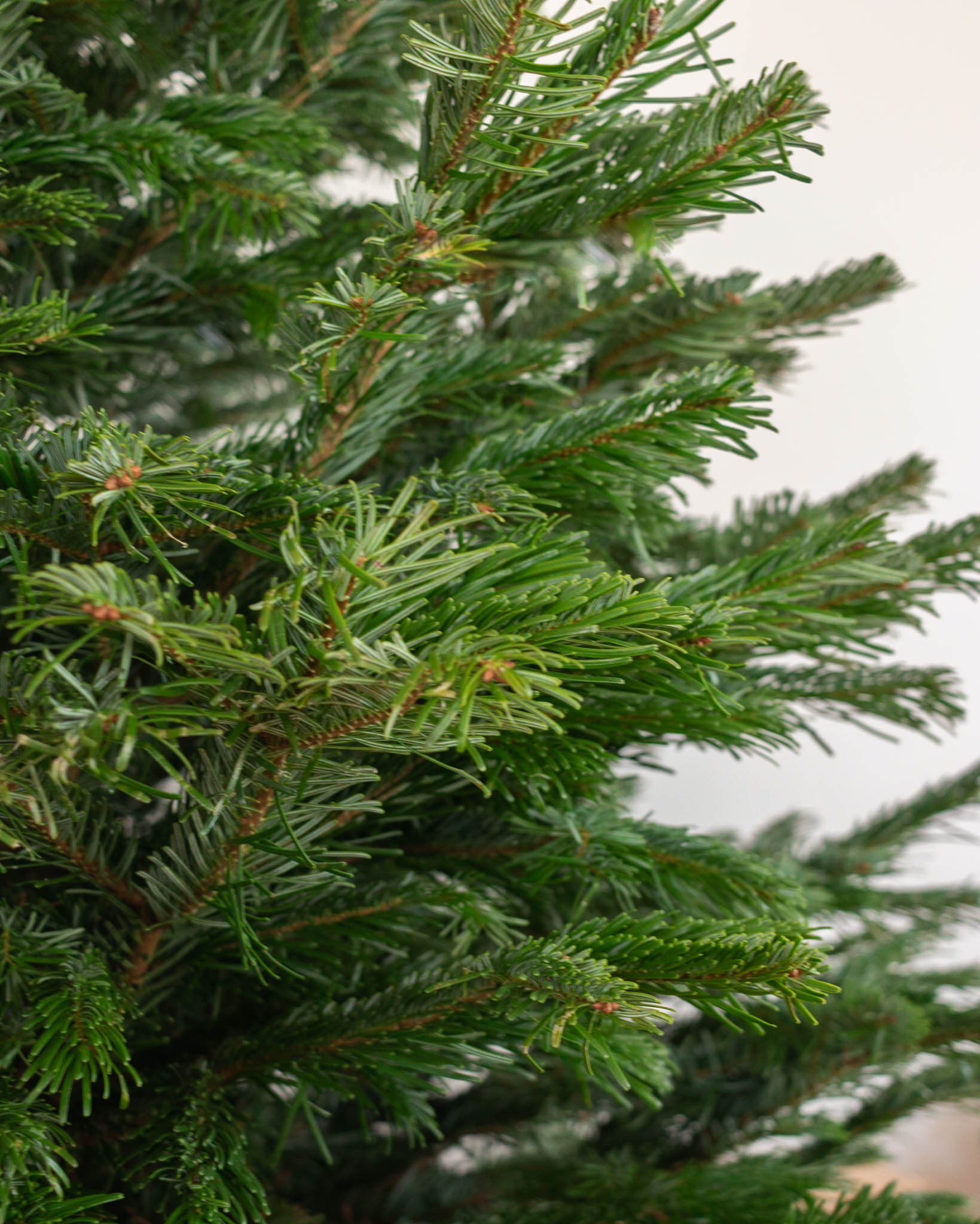 Zoom sur Balthazar - Sapin de Noël Nordmann