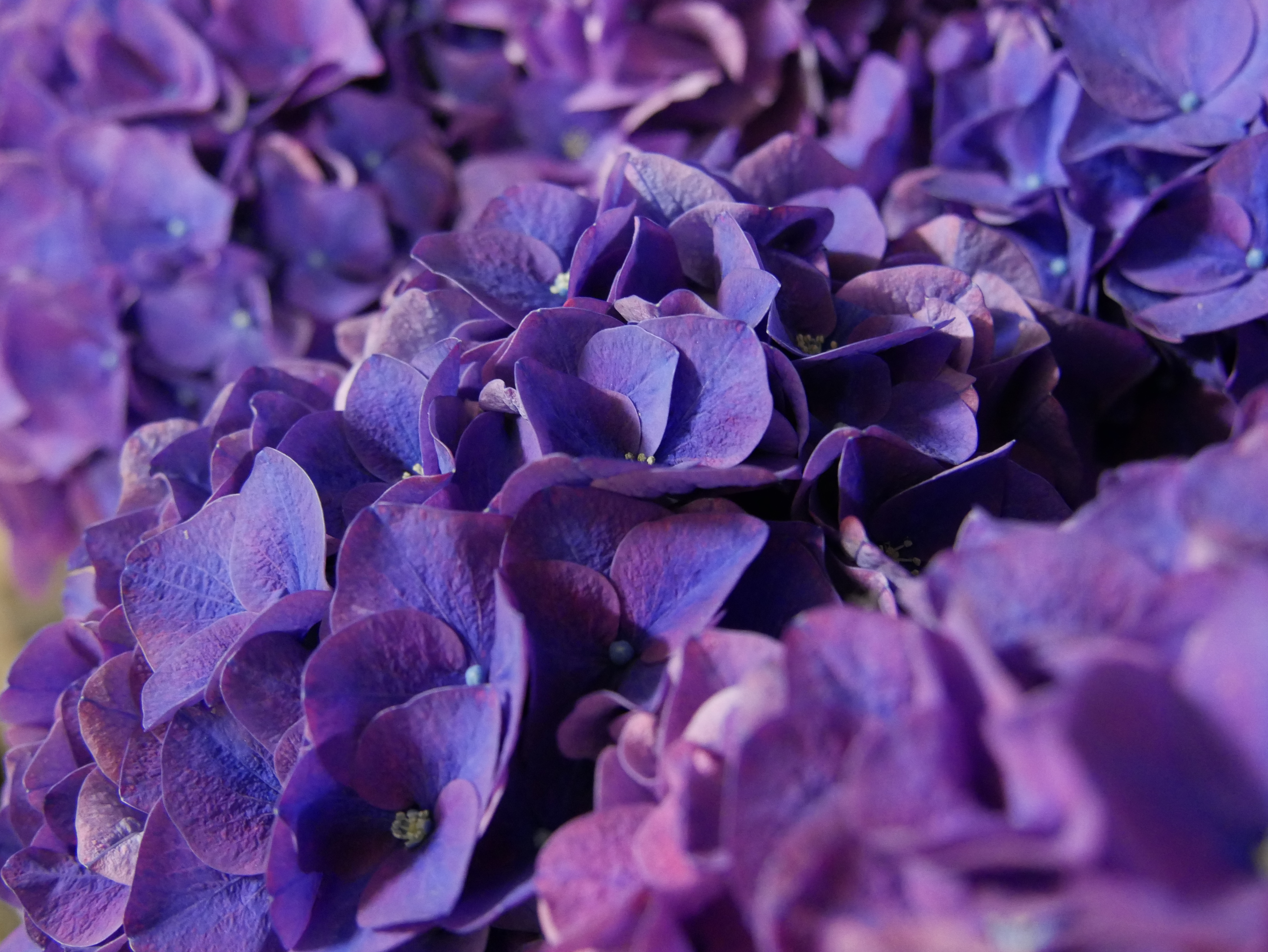 La couleur de l
