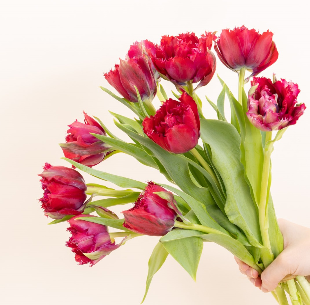 bouquet de tulipes