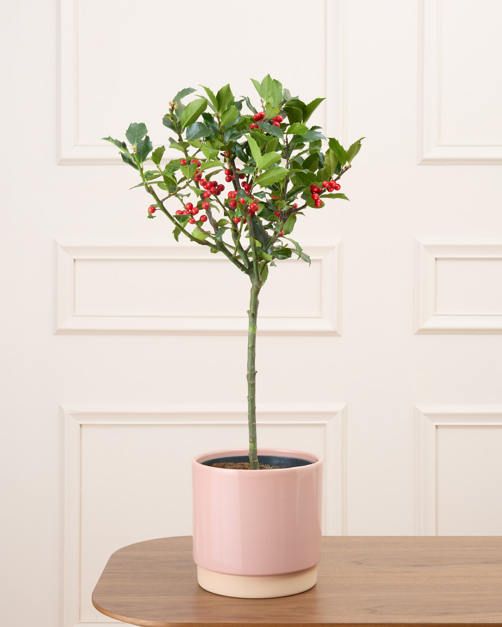 Honoré et son cache-pot rose - Houx