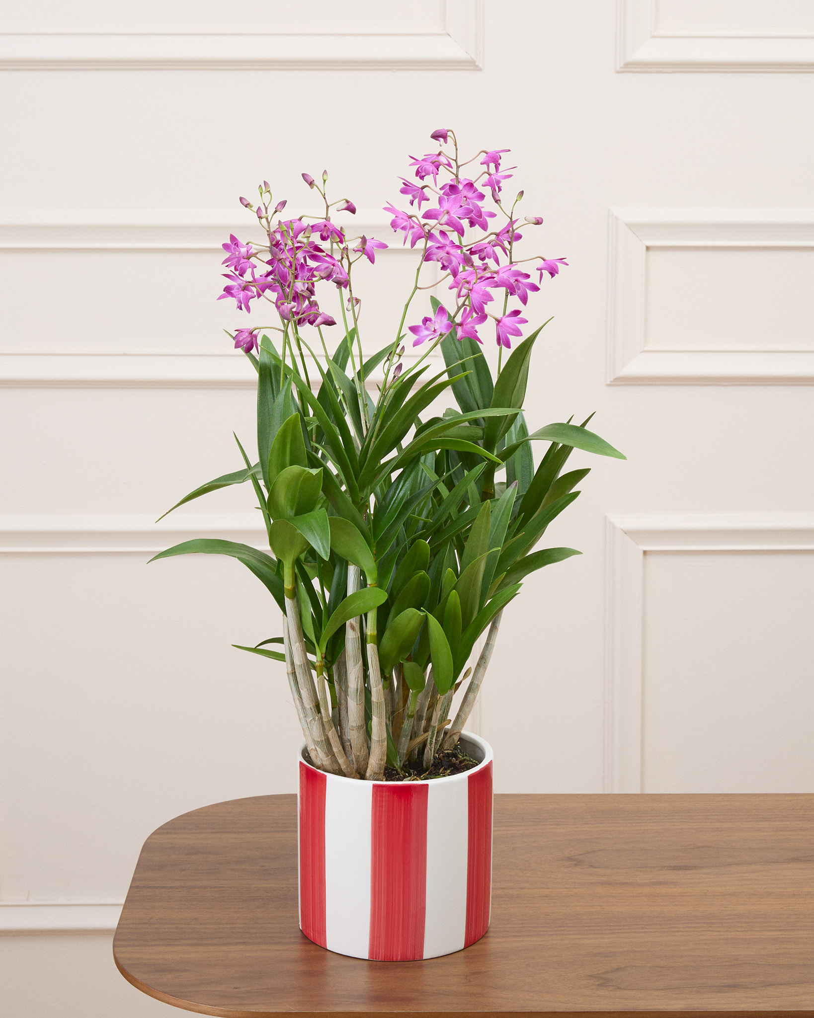 Orphée et son cache-pot rayé rouge - Orchidée