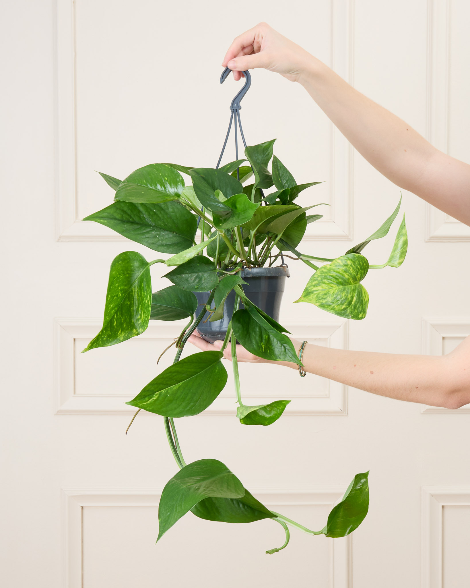 Pothos Epipremnum