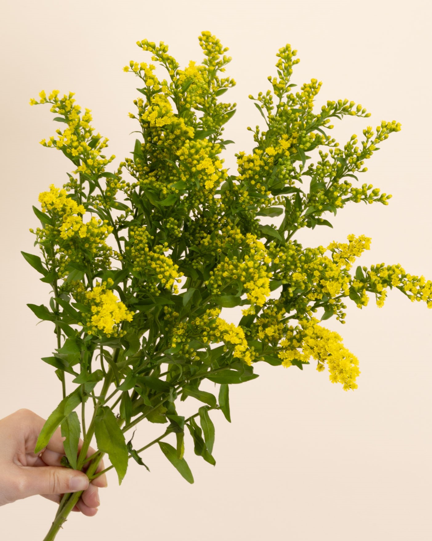 Solidago
