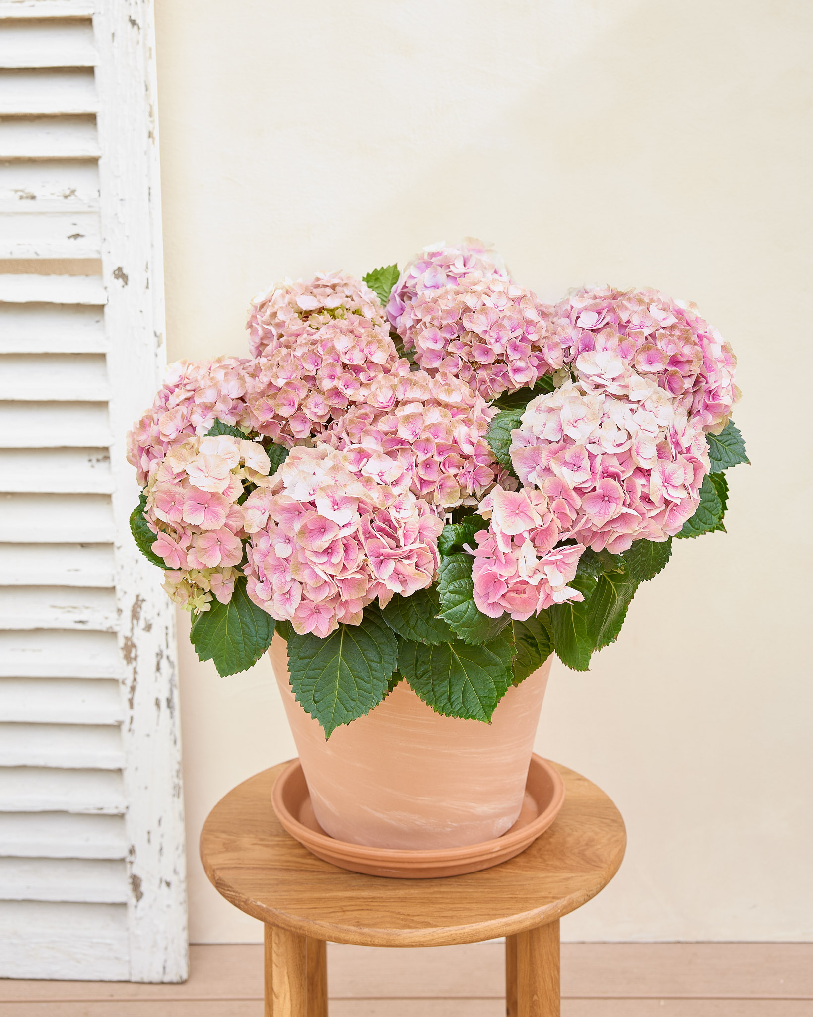 Hortensia rose Marceline