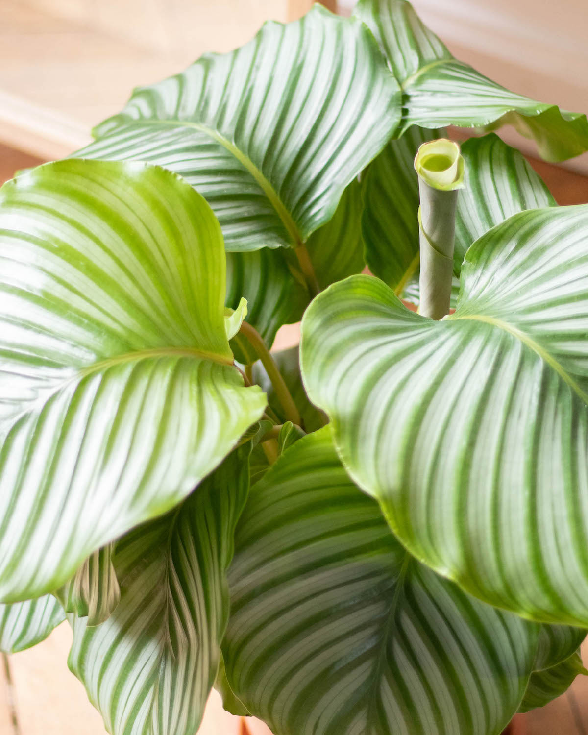 Zoom sur Théo - Calathea orbifolia