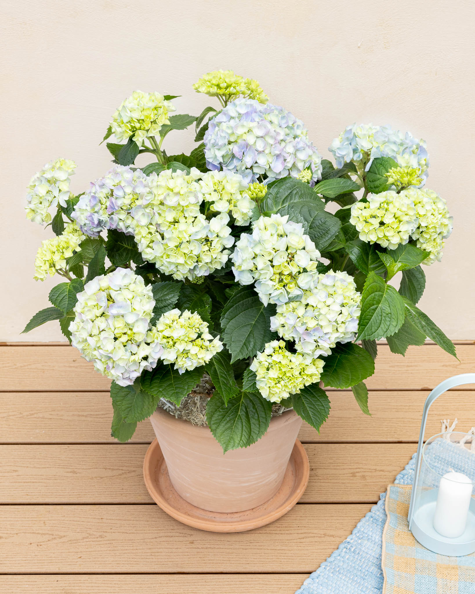 hortensia en pot