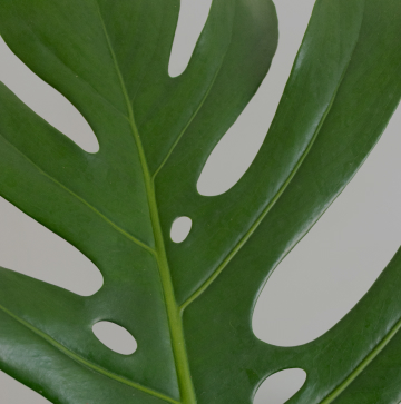 Bergamotte Plant Coach