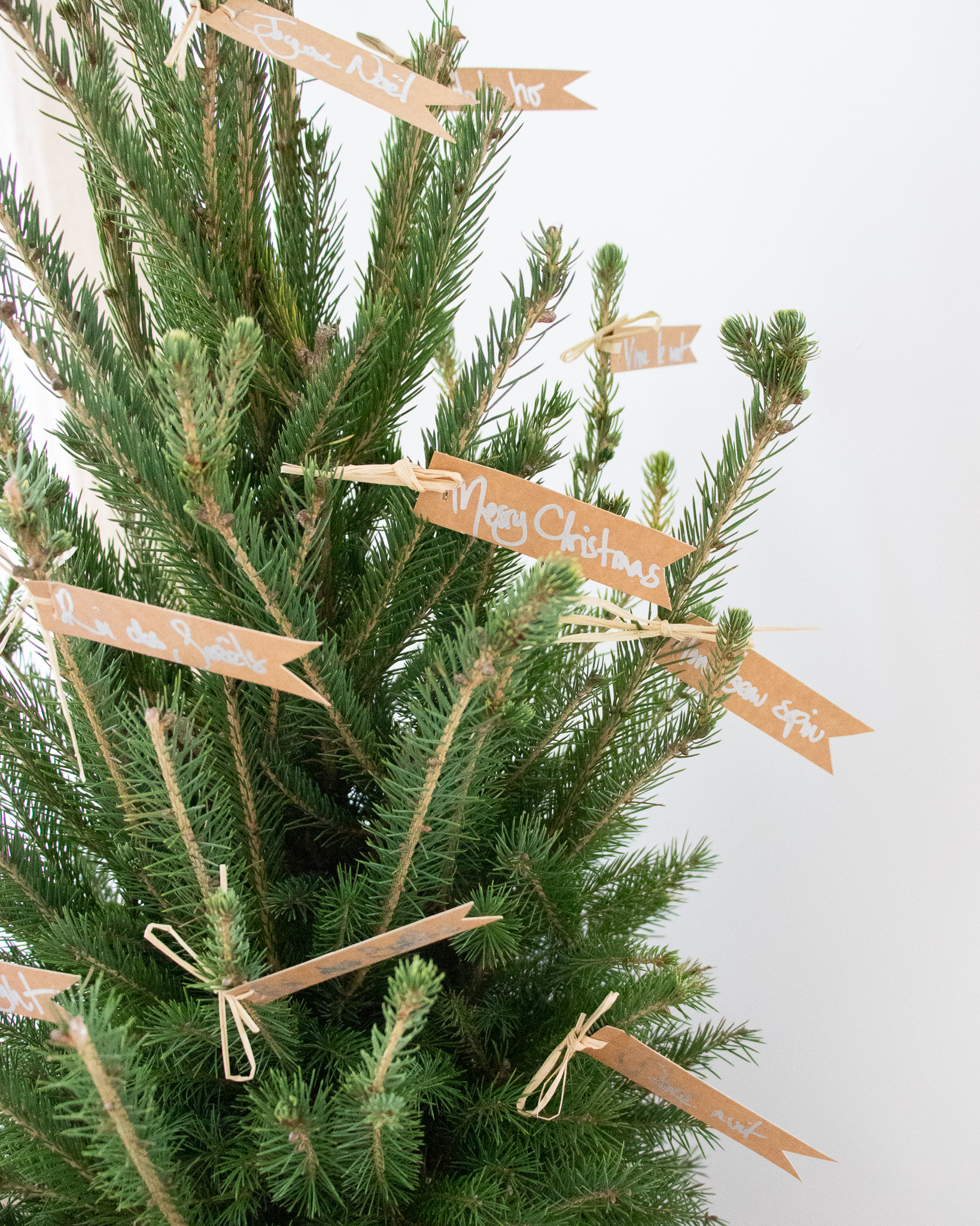 planter-sapin-apres-noel