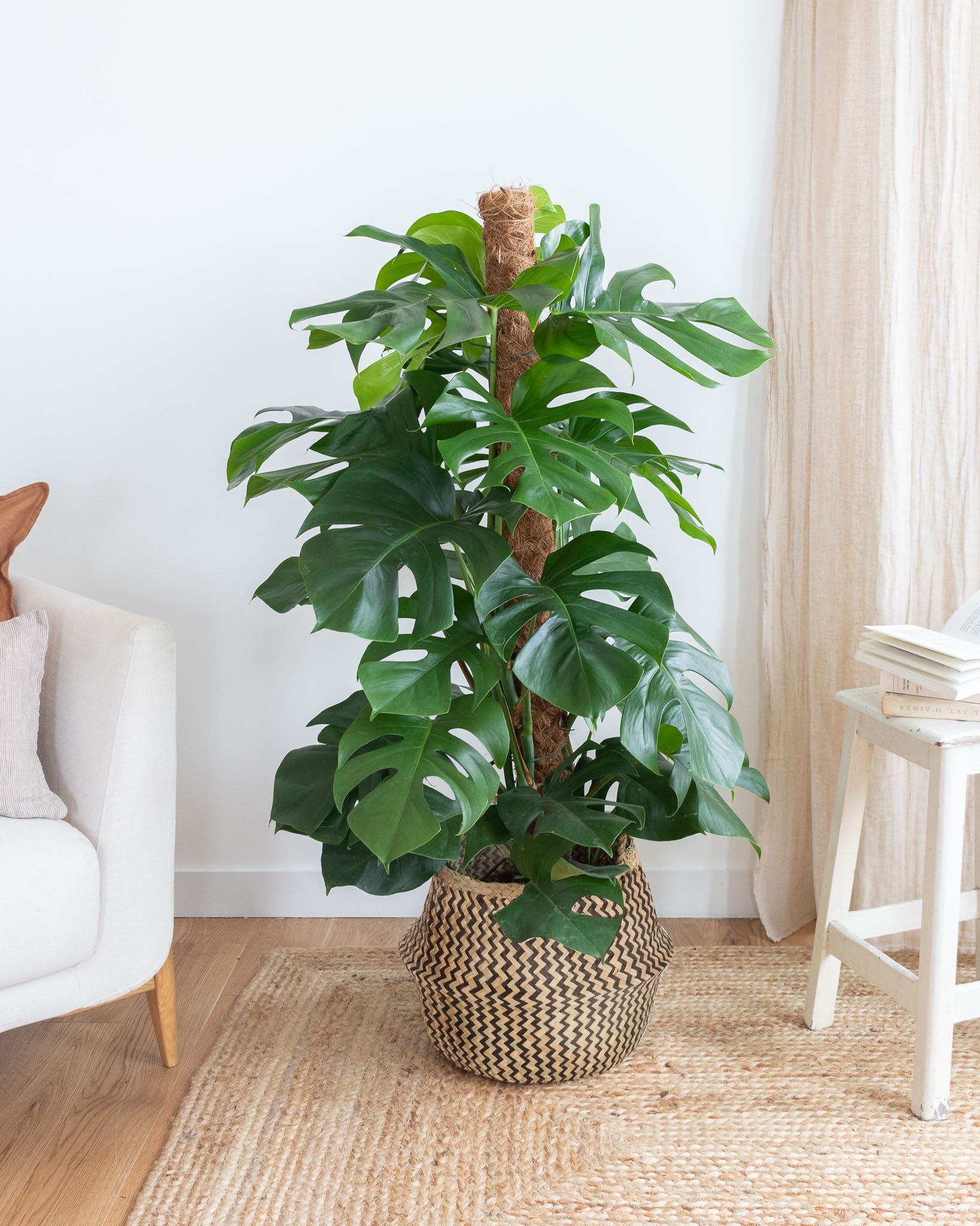 Monstera plante verte