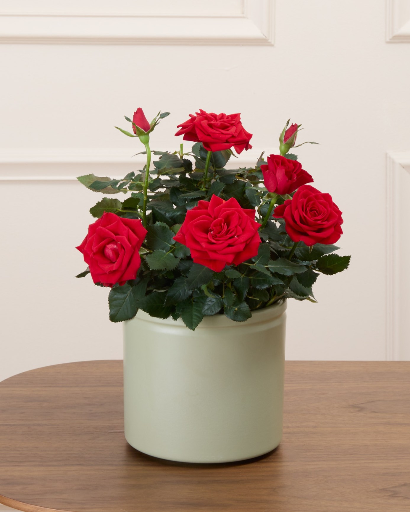 Daphné et son cache-pot en céramique vert - Rosier rouge