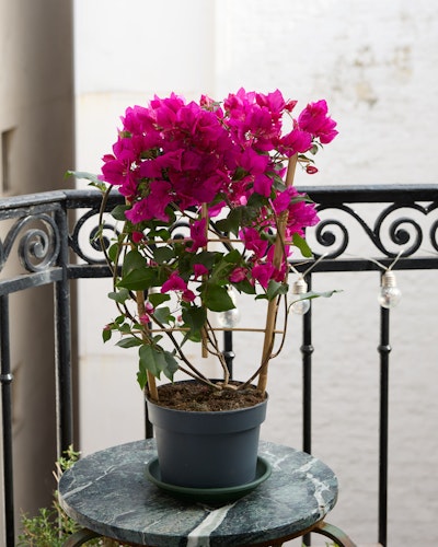 Bougainvillea 'Sanderiana' - Livraison plantes - Plantes vertes Bergamotte